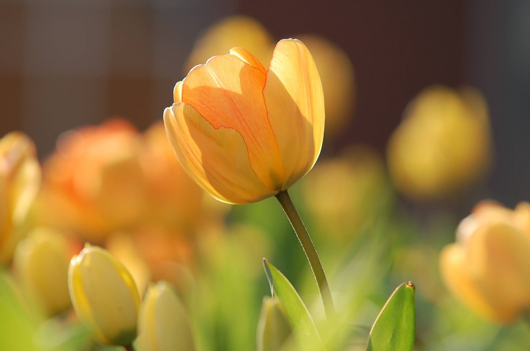 424ffe5592d277fe2702_571676f8e00aac66620e_tulip-690320.jpg