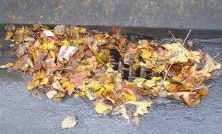 428d1d8db0de62384212_leaves_in_basin.jpg