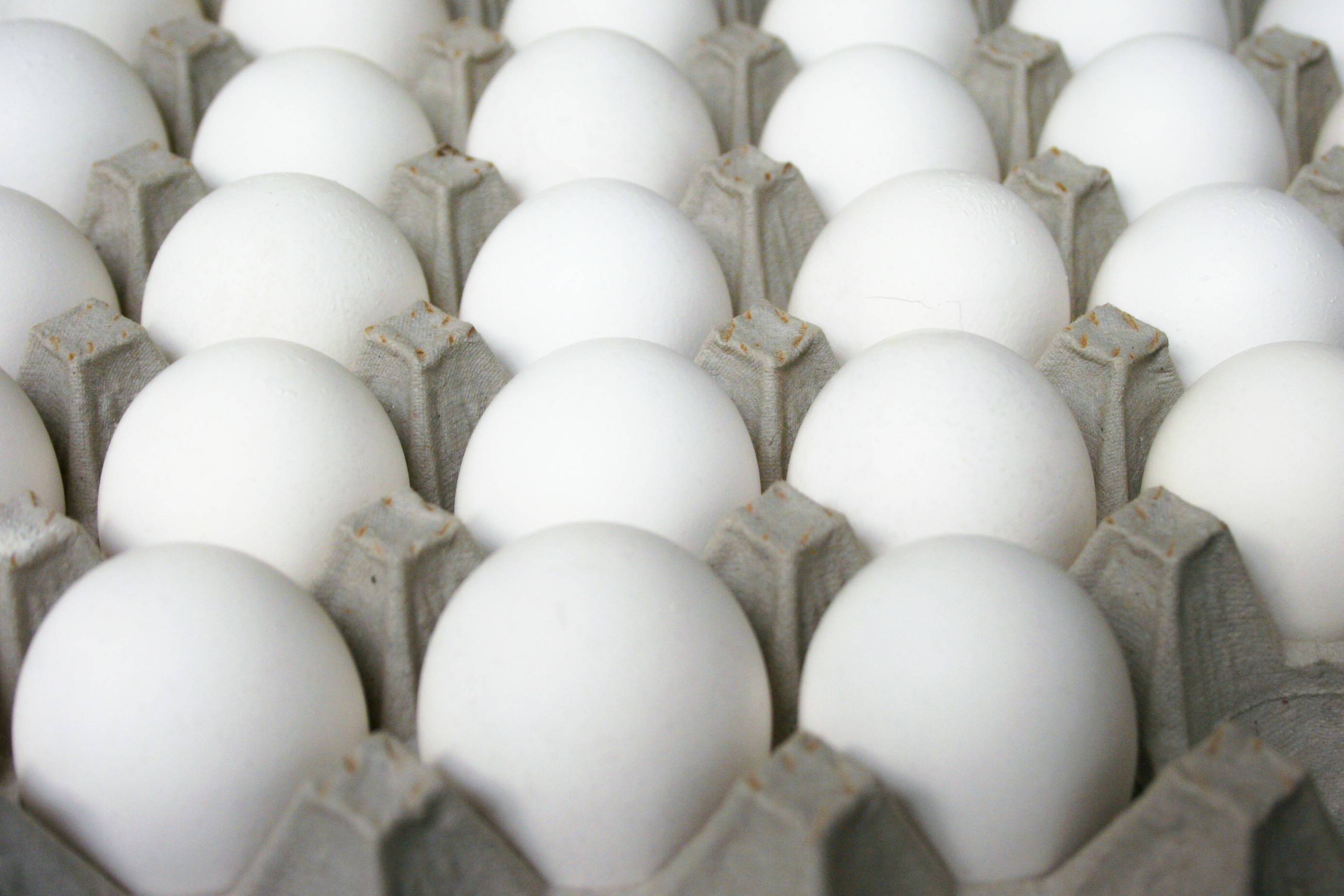42f0be5838203119770c_eggs_017.jpg