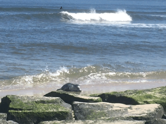 44265f356e01225d399e_237d1fa3e97c9a733aee_springlakeseal4-18-18.gif