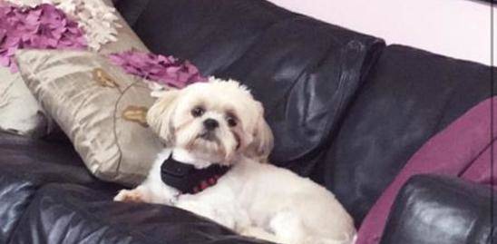 448d6cbdd44c4eec4bdd_Missing_Puppy.jpg