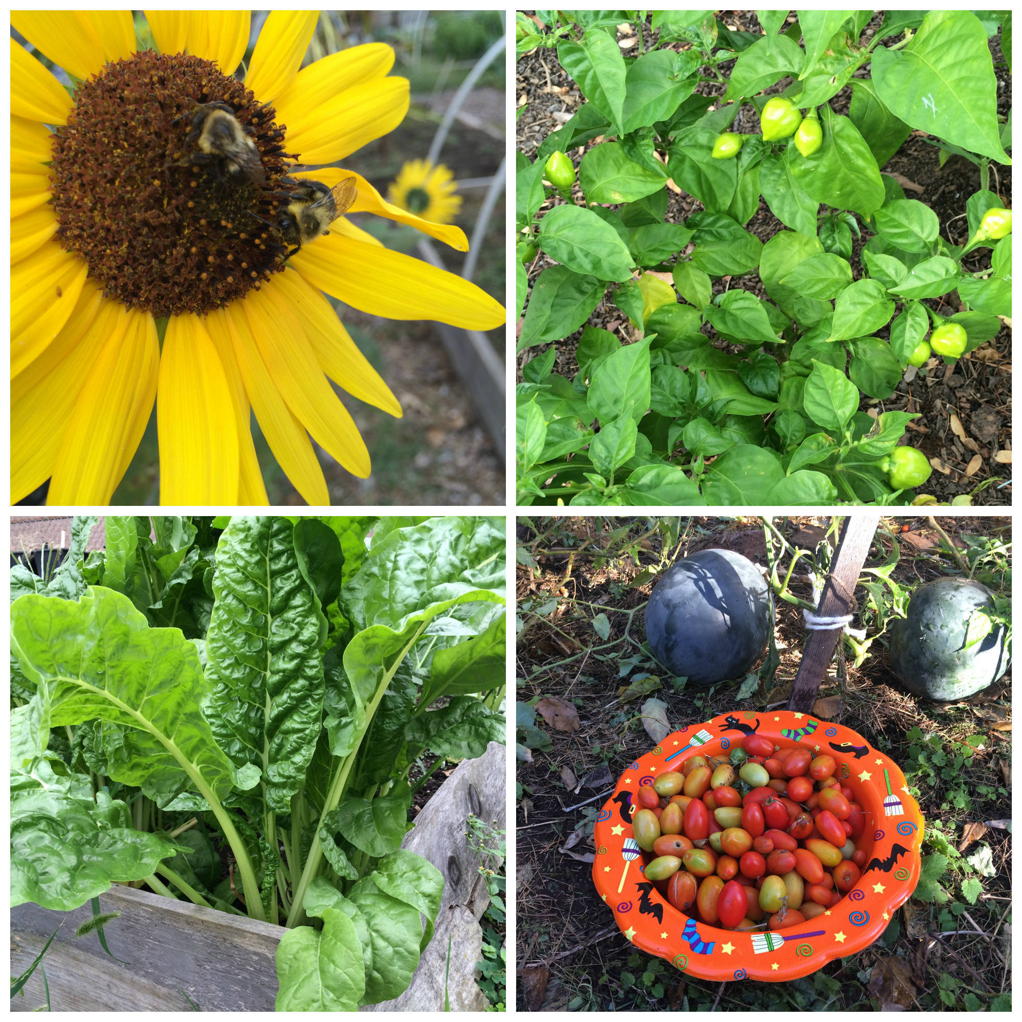 477d69a28c25fda12b7d_e443ef4bfcac892aa838_Slide_2_garden_collage__large_.jpg
