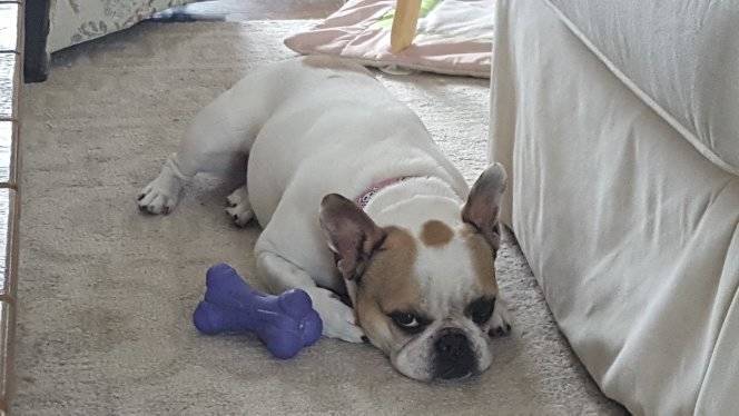 4afa23d084400e2c6474_sophie_sad_mar_13_2018.jpg