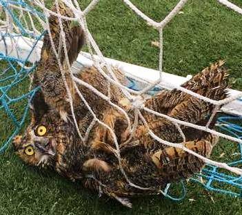 4c24378217eaff970575_owl3.jpg