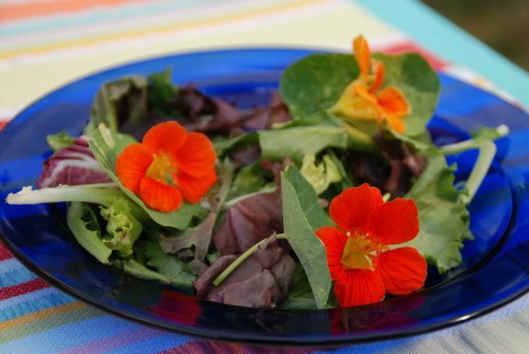 4d28b531f81cc34f0a8b_Nasturtium_in_salad.jpg
