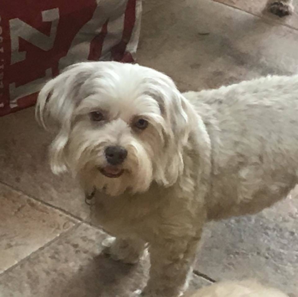 4e3753b657a7f4bb9060_b62bfbfecb0b6aee1892_dog.jpg