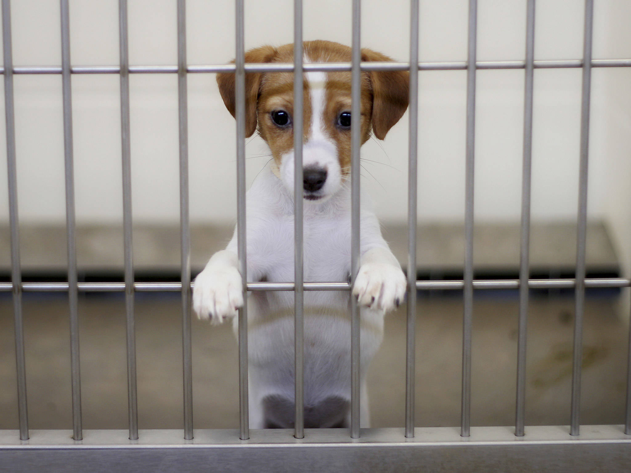 4fe79f597d4f4184f307_puppies-caged-1.jpg