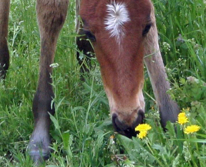 5016a6589f524be845a7_foal_with_dandelions.jpg