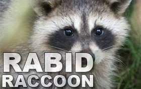 5211178a76e72f65adfc_sompixrabidraccoon__1_.jpg