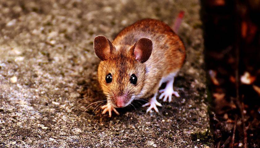 52b2a254da5bc63e898d_mouse.jpg