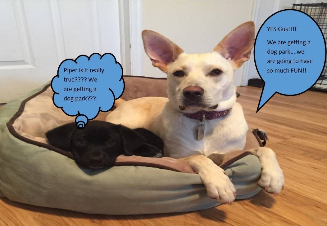 5305b82381499da64521_Gus_and_Piper.jpg11.jpg