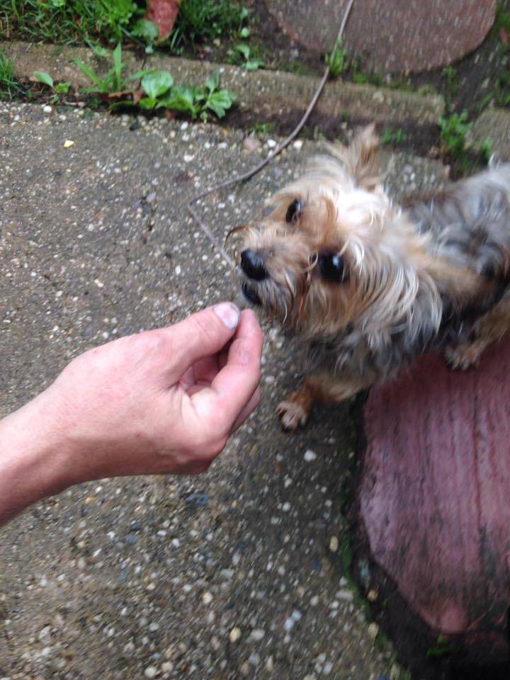 yorkie rescue ta yorkie found seeking owners plainfield nj news tapinto yorkie rescue ta yorkie found seeking owners plainfield nj news tapinto