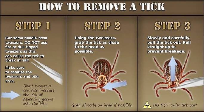 55753e1338ff1d5af2c7_ticks2.jpg