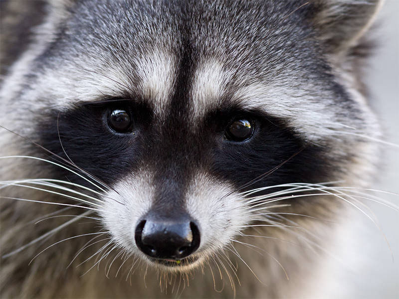 56f7dd008a0e4392b56a_How-to-Keep-Raccoons-Away.jpg