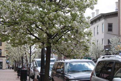 57aee2cdf7c9df408336_MAD_FriendsofMadisonShadeTrees.jpeg