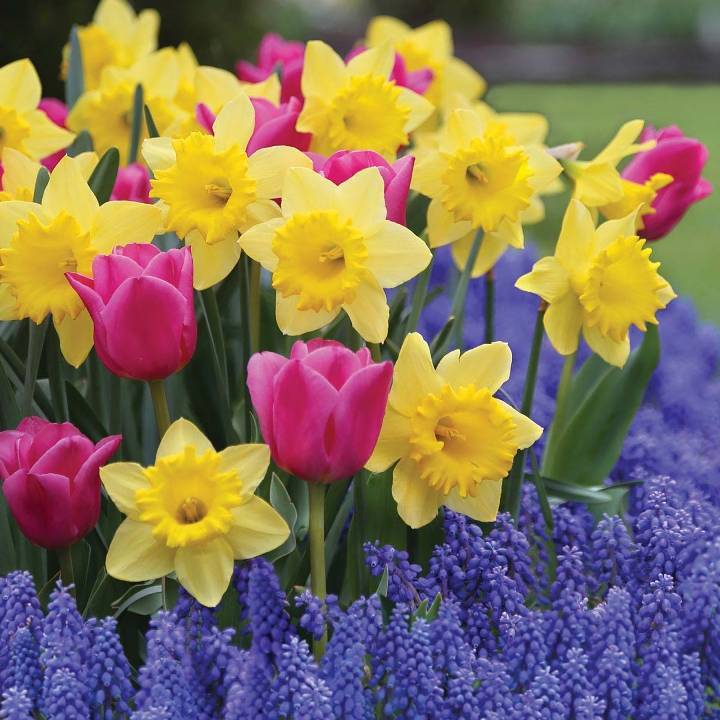 585105e17b1041c49dfc_Dutch_master_daffodil-Involve_Tulip-Grape_Hyacinth_M__1_.jpg