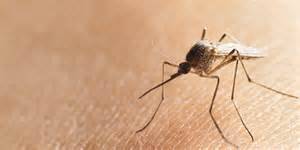 58def3ffafa49cb5ca34_mosquito.jpeg