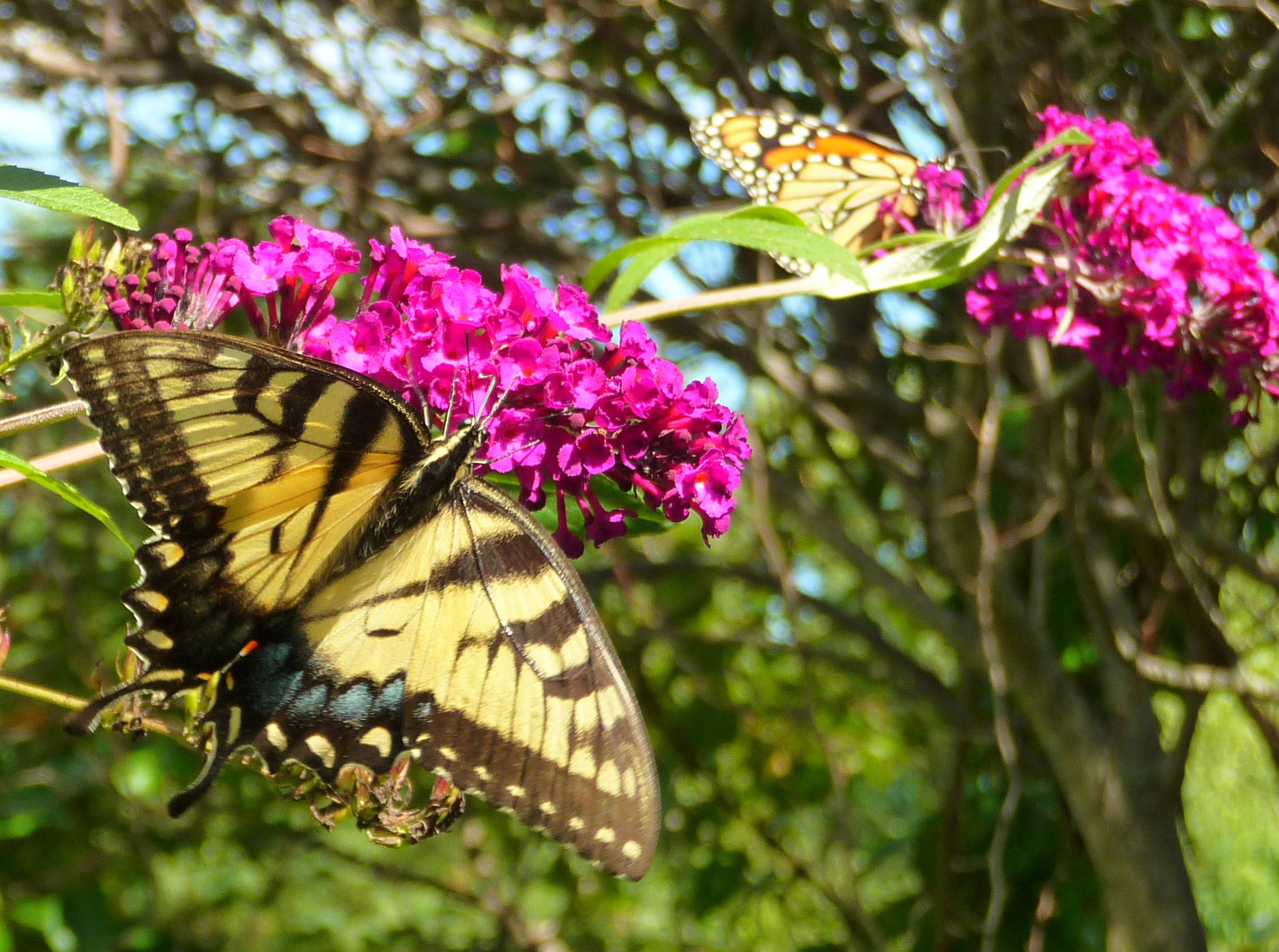 5af8a5fb3bf13c64ec71_Swallowtail.Monarch2012.jpg