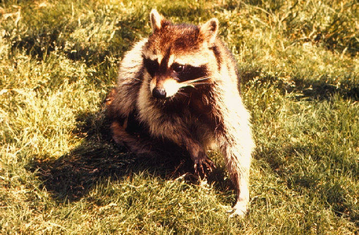 5b0ceb8ed33e76349a39_raccoon.jpg