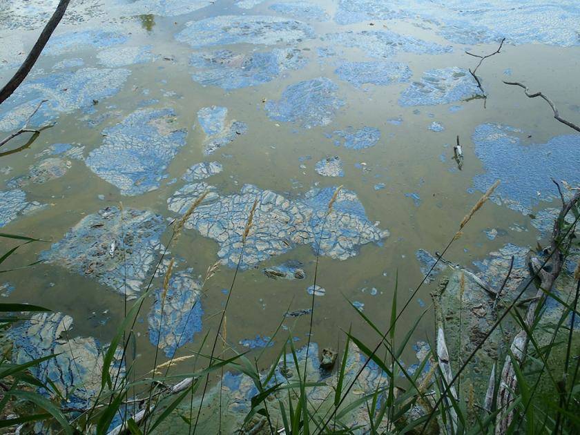 5b224e5fd79c2d609e2a_algae.jpg