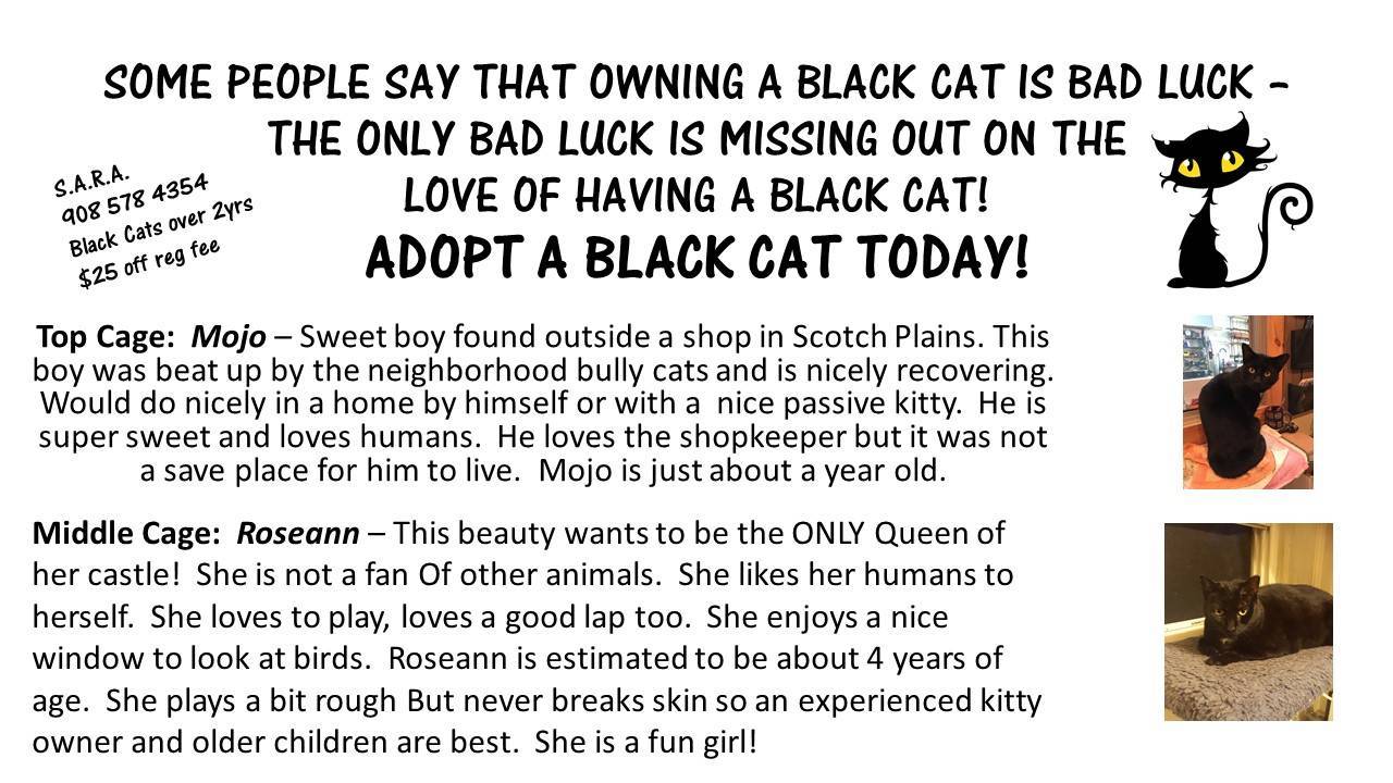 620abddeacf48f8bba9e_black_cat.jpg