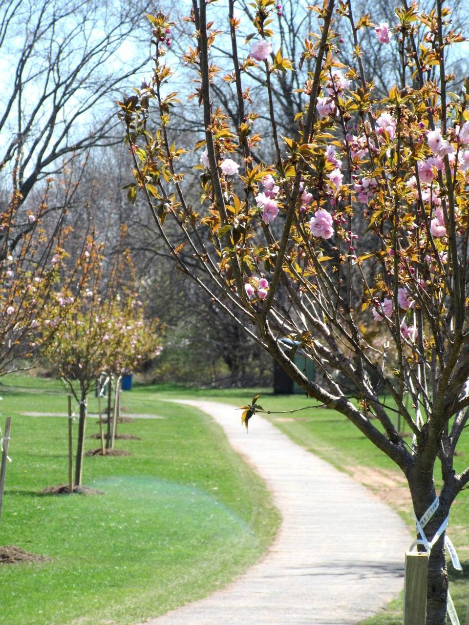 621ed6b62f275476396b_hillspixrotarytrees5.jpeg