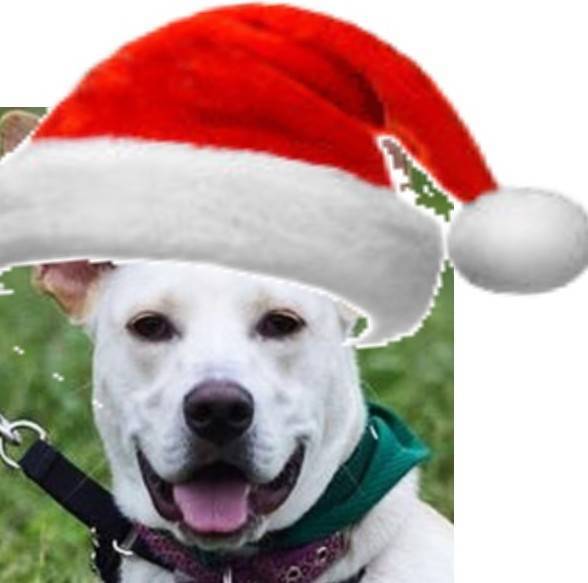 6280aace70d8cfbe6ce7_115083ec51bd56c8ffc4_Piper_Santa.jpg