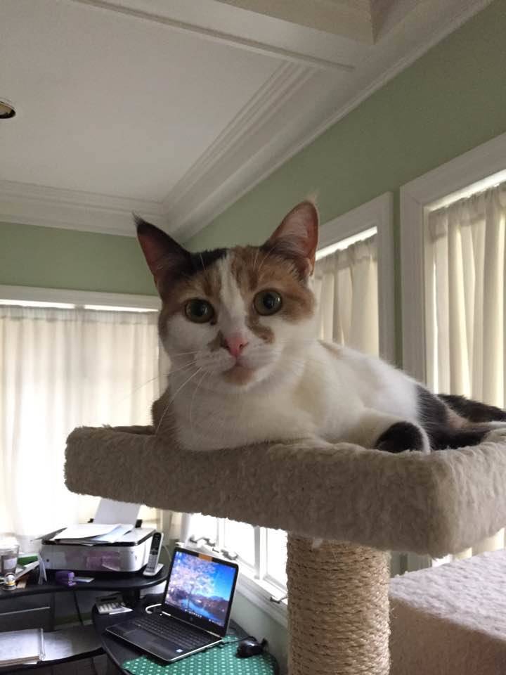 6286761392389eed5ed8_LOST_CAT_-_Penelope_1.jpg
