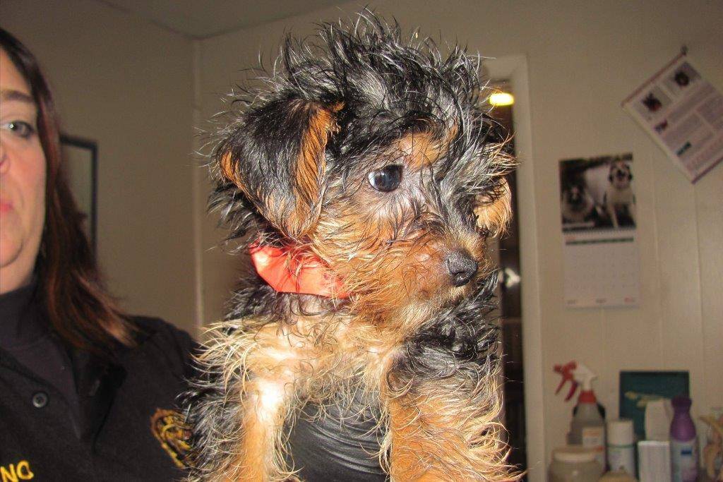 6301022941ca27ab7165_Plainfield_SPCA_1.jpg