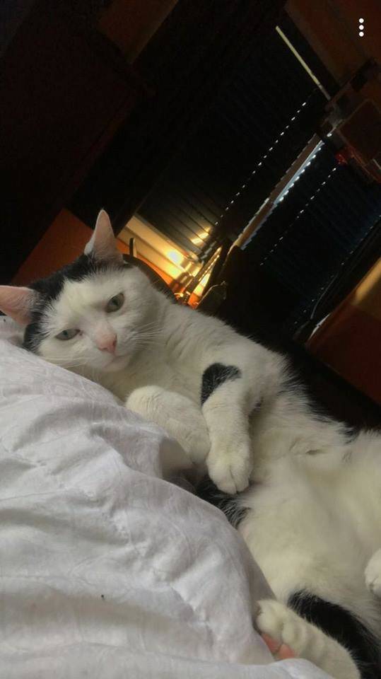 64e8a48bfd9f2b3fc6f1_buddy_the_cat.jpg