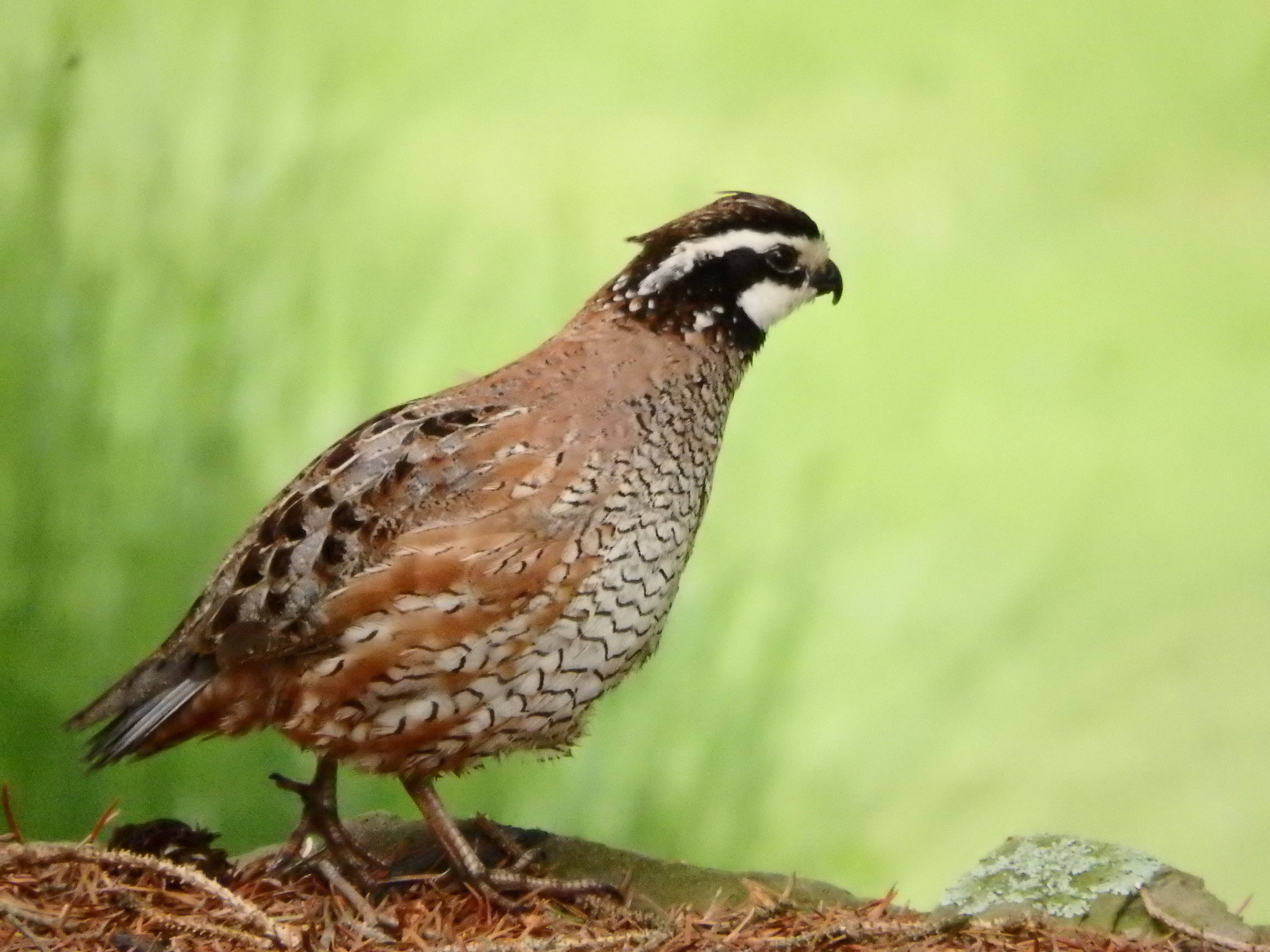 664c2711ffb30ddf55ab_Bobwhite_Quail_male_John_Parke_.jpg