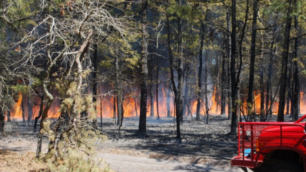 6c2cab146b924f3e65a0_forest_fire.jpg