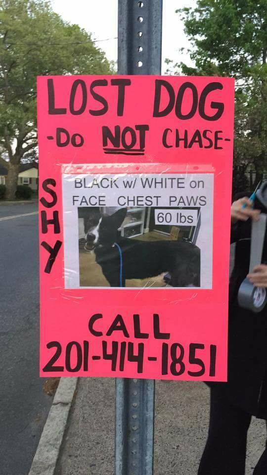 6c518b18014d3df177fd_Dog_Lost_May_5_2017.jpg