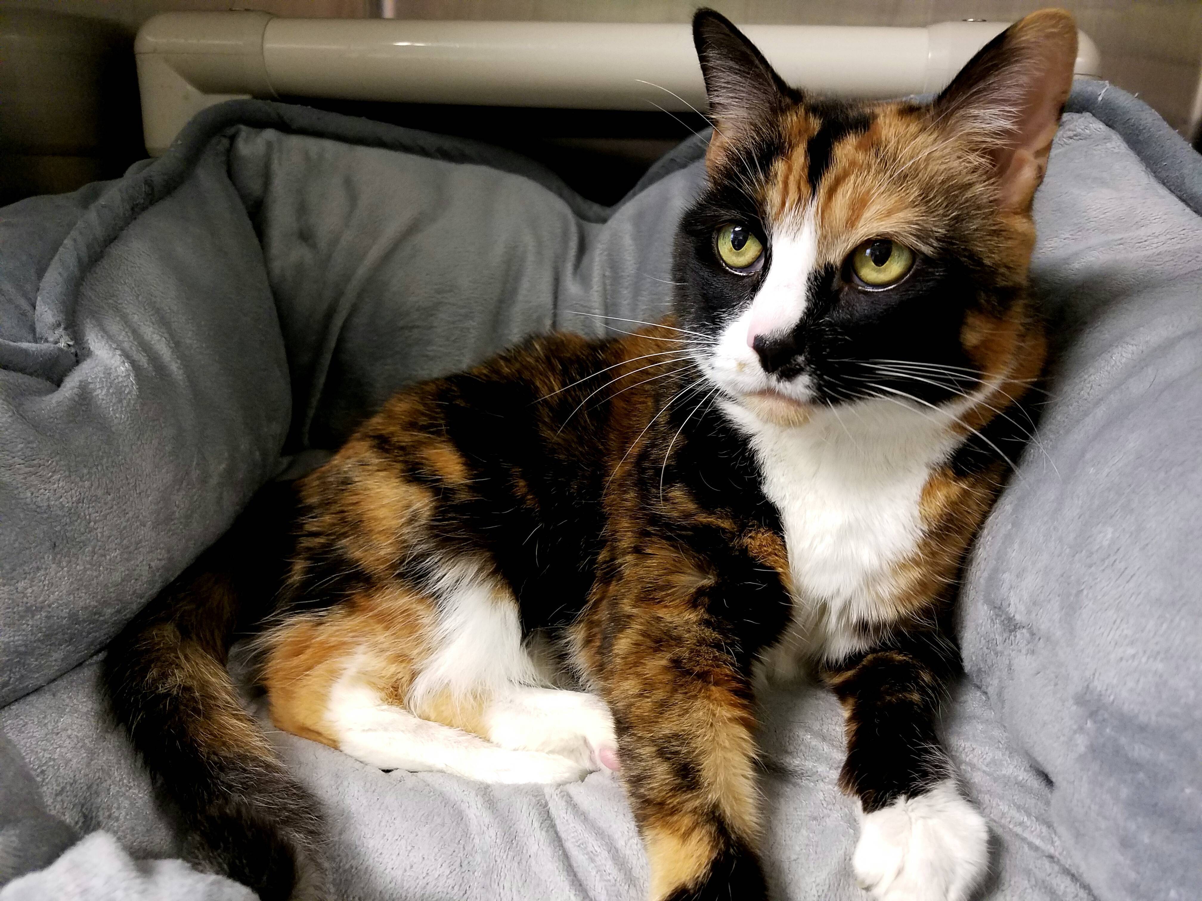 6d20ae2a69a7964de2a6_ad71411be0b7a6583046_holly_-_cat.jpg