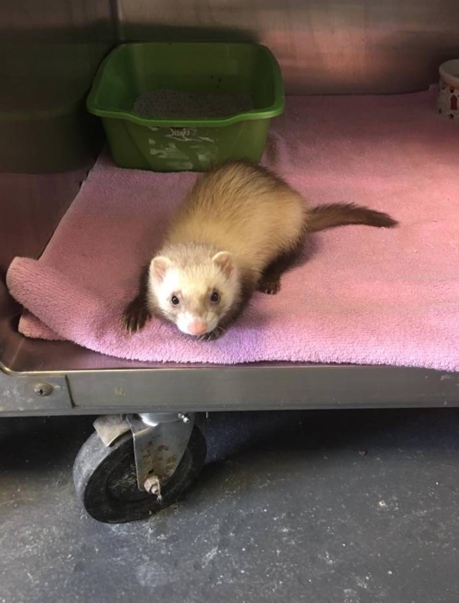 6d21bbb43bd1ac6c032c_ferret_2.jpg