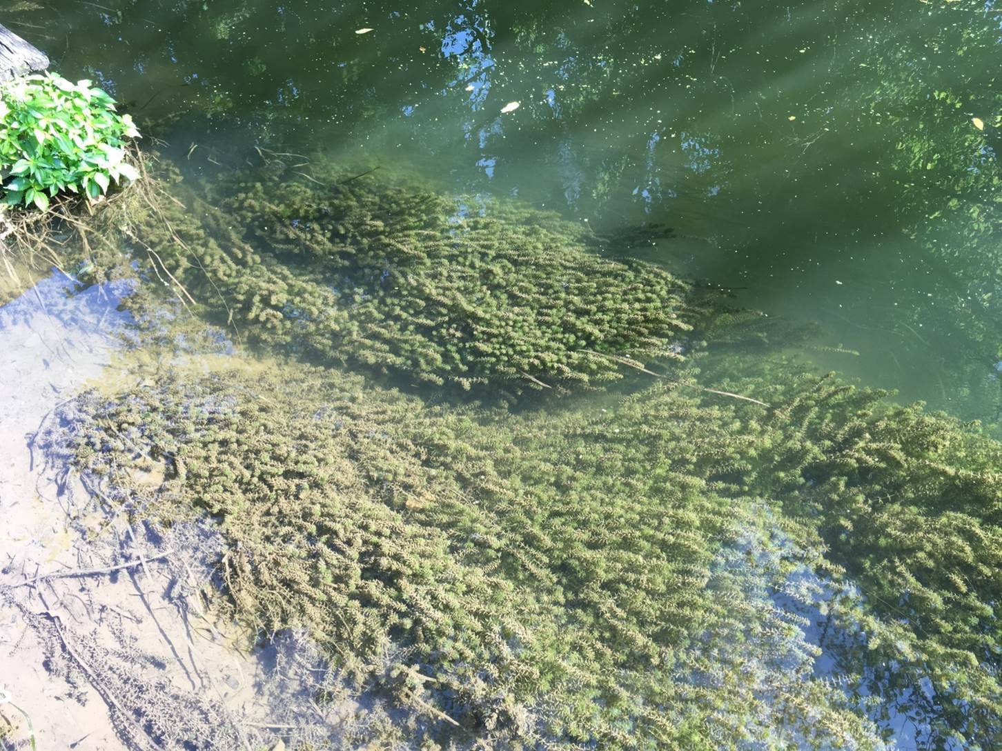 6e8a4742176838afde05_hydrilla_2.jpg