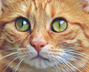 6fc646c91a889af0c164_orange-cat-face.jpg