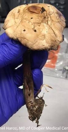7127588982c6b70e2277_sompixmushrooms.jpg