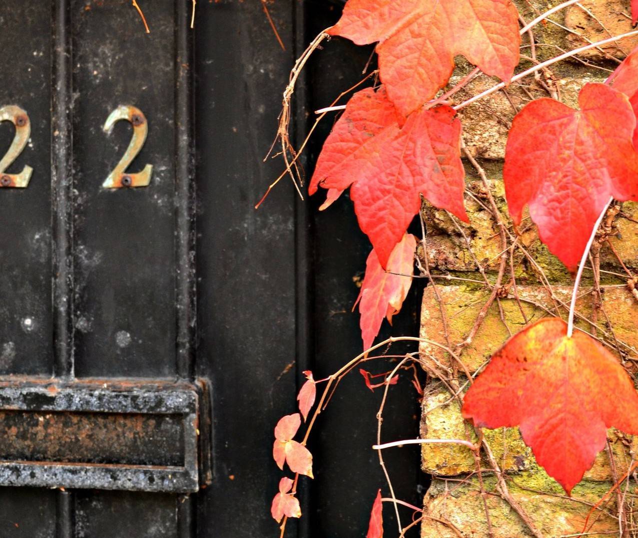 7249f536e78076ac1996_door_with_fall_leaves-211752_1920.jpg
