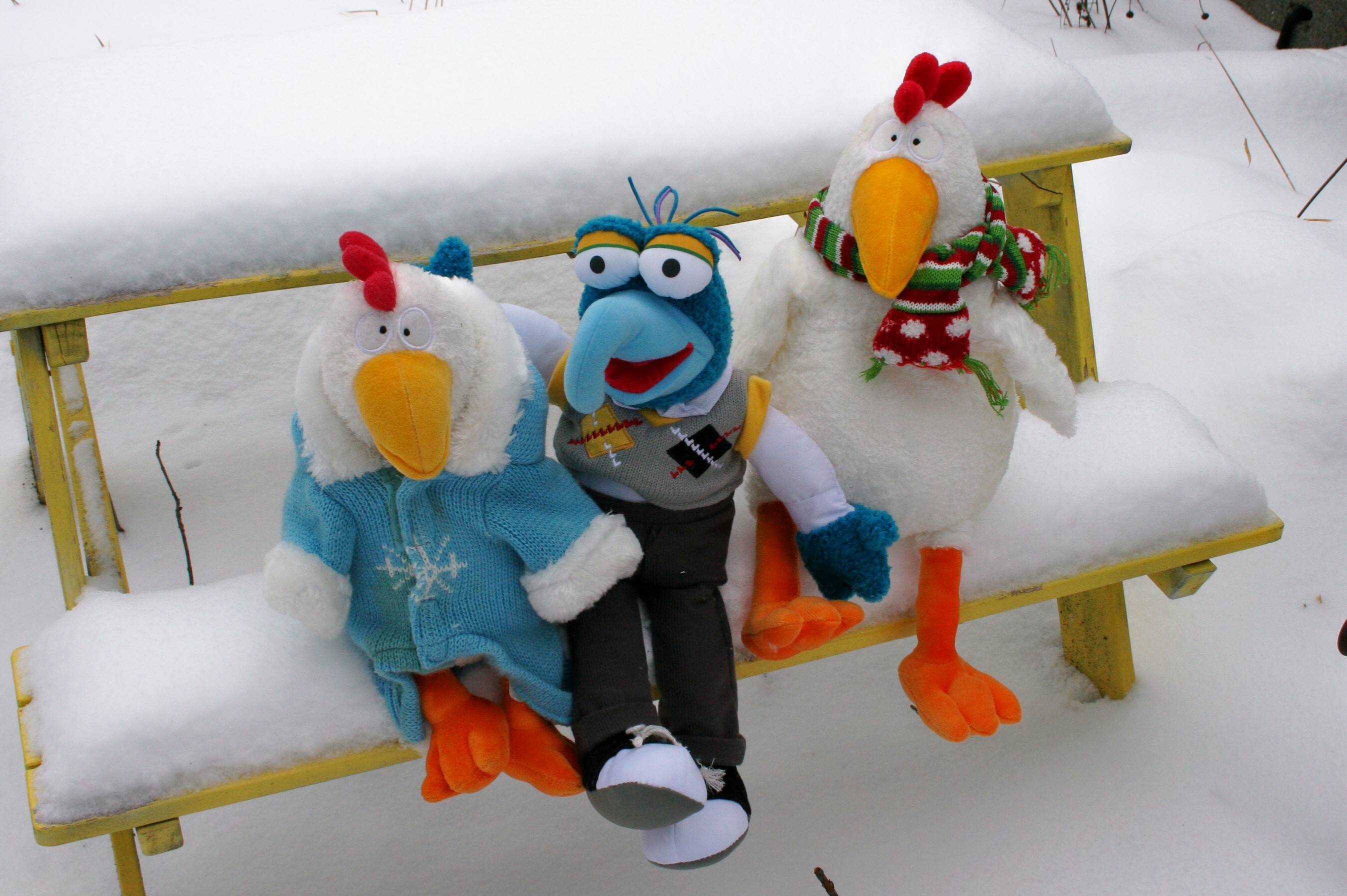 747253e31be85a7ff149_GonzoandChickens.jpg