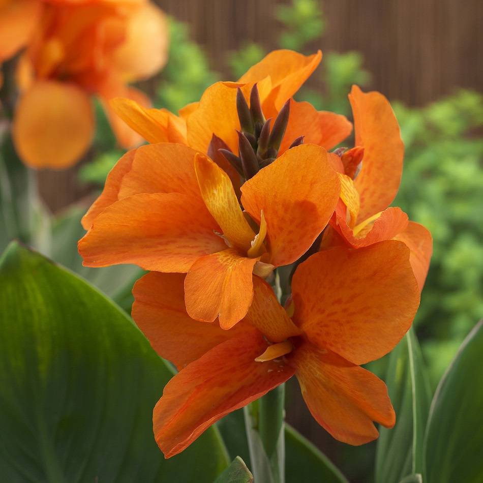 75228dc567440faa4526_Canna_SouthPacificOrange_AmericanTakii_All_America_Selections.jpg