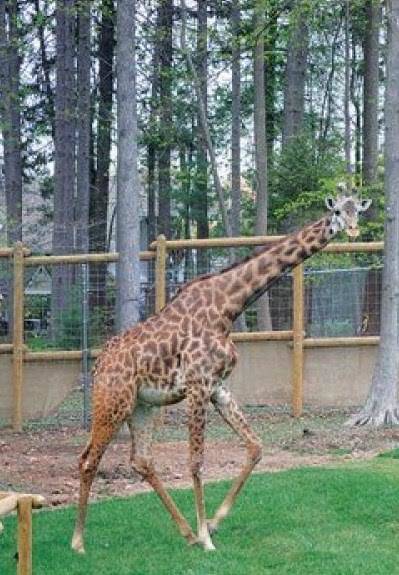 769e54794fd187bfea48_TBZ_Giraffe_Hidari_a.jpg