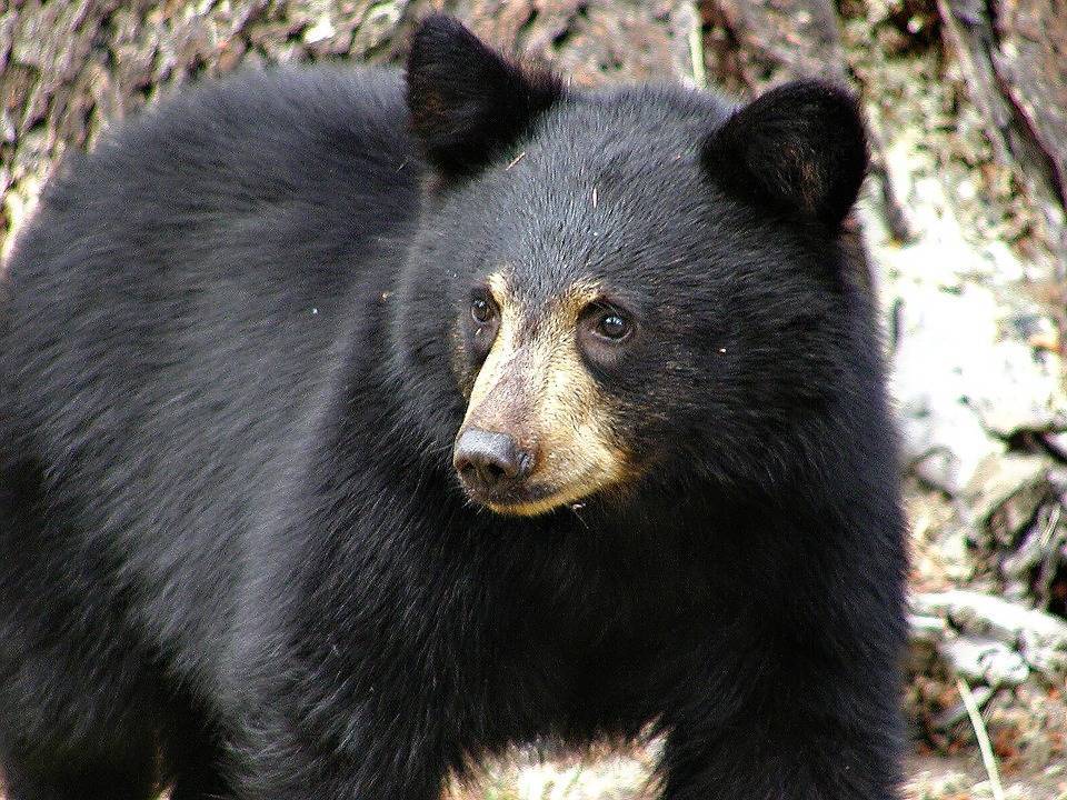 799a96db566deae21bc4_black_bear.jpg