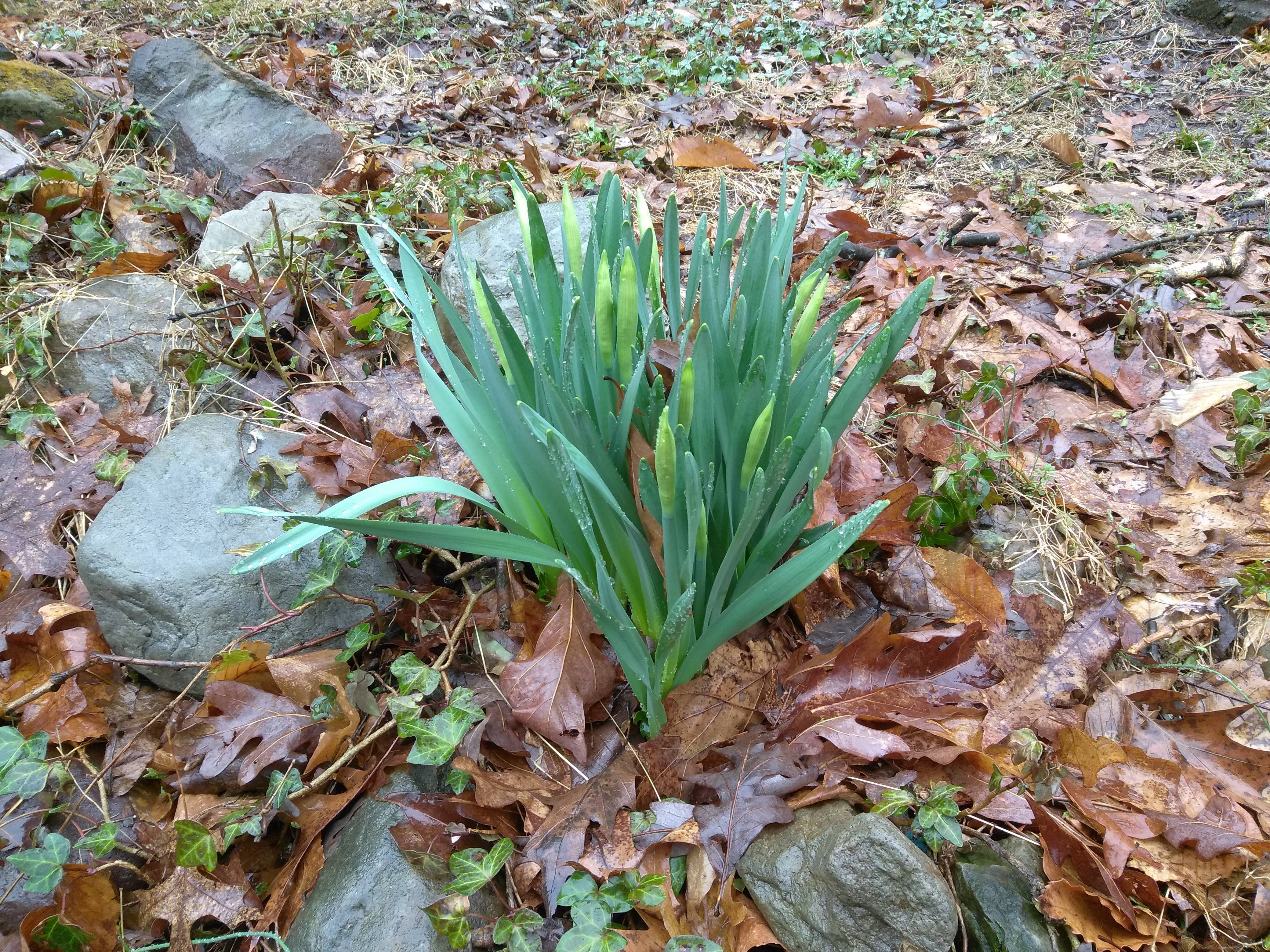 7a431459ca28f805004c_earthday.jpg