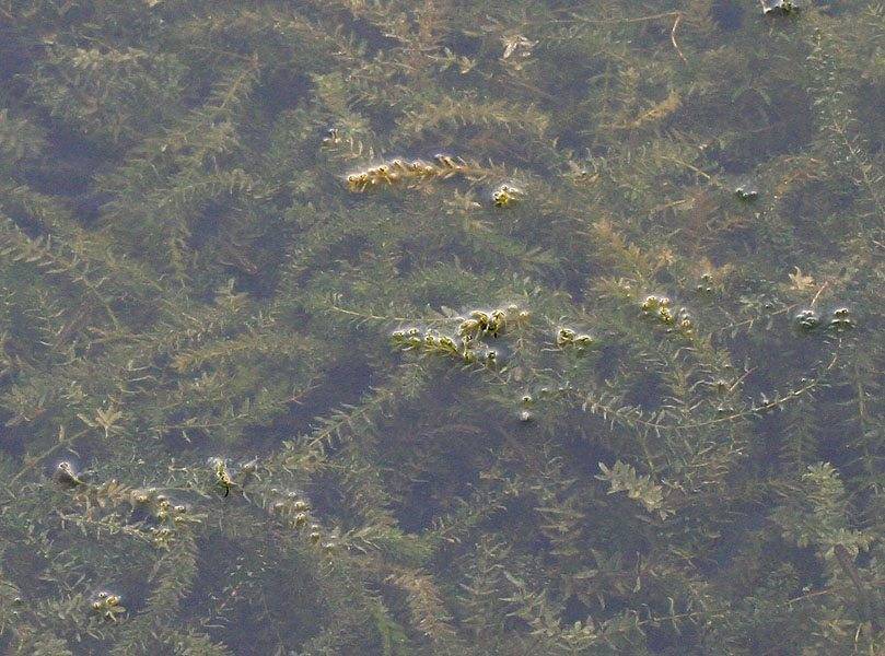 7af2bb183ea2bfbd9c8b_Hydrilla-1.jpg