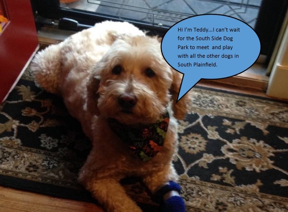 7b87612fd8fb60f34d13_Teddy_Dog_Park.jpg