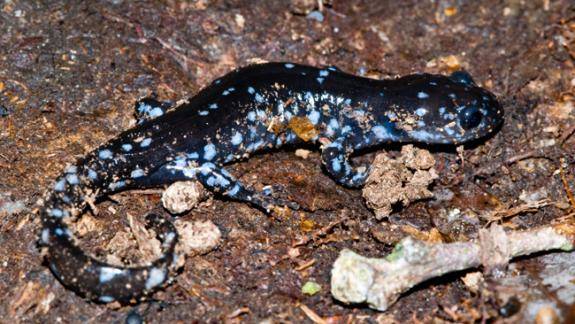 7ba0279cd05a17b94239_salamander.jpg