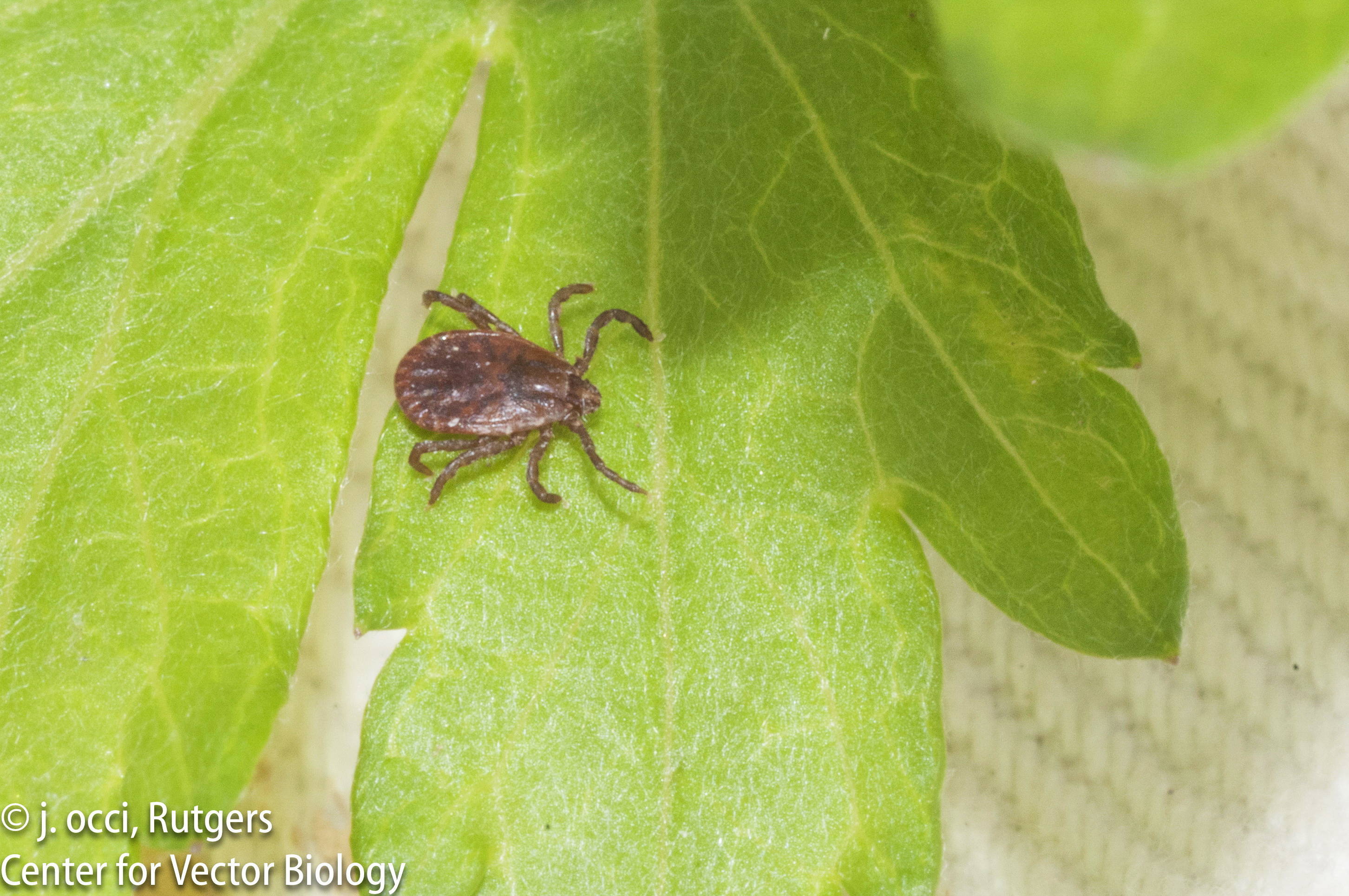 7bca93a9931adf31ad7f_HL_Female_on_leaf.jpg