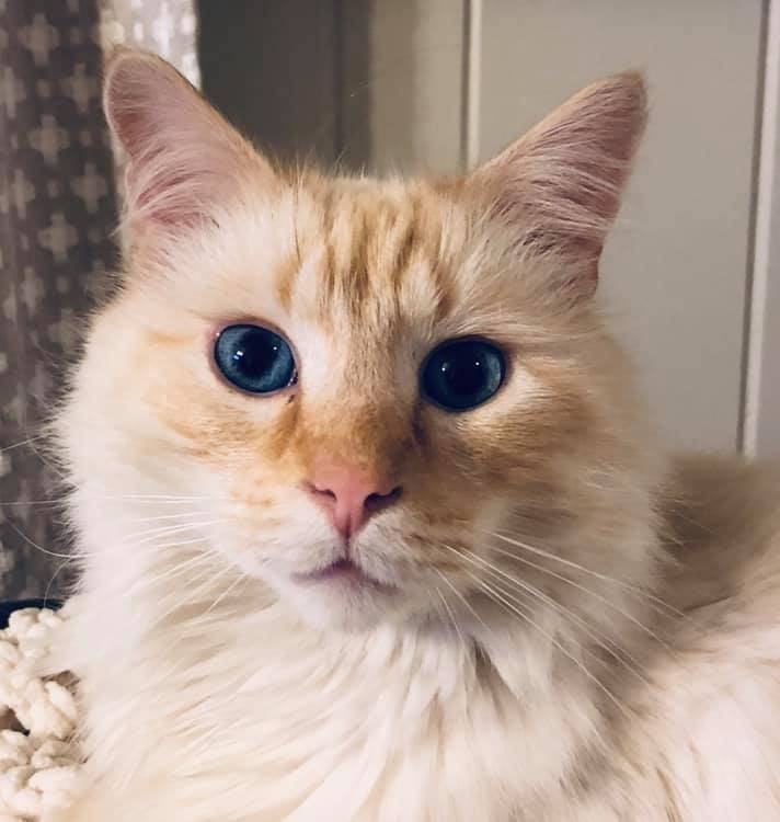 blonde ragdoll