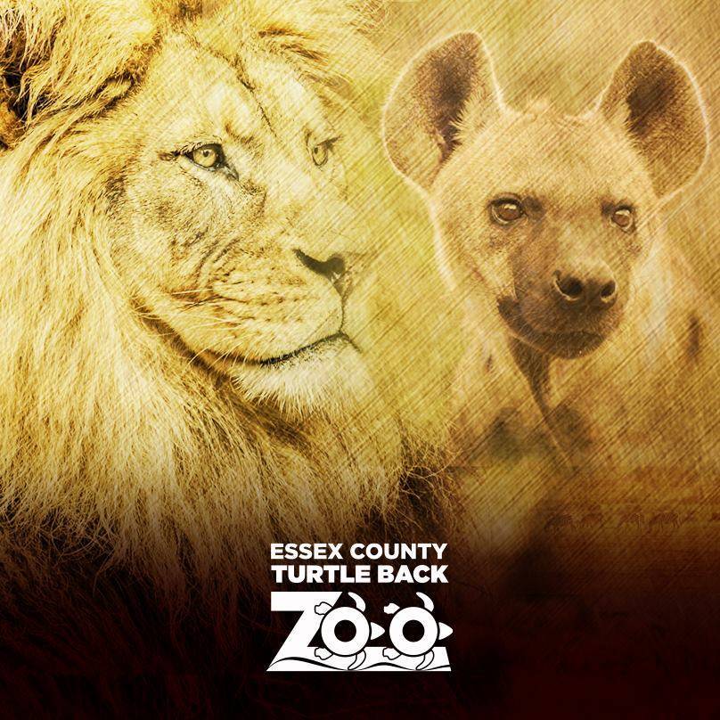 7dde0cebe73684d815ce_Turtle_Back_Zoo_Lions_square.jpg